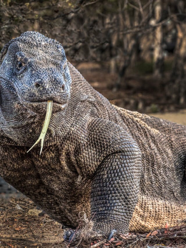 The Largest Komodo Dragon Ever 🦎